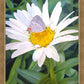 The Daisy and The Butterfly