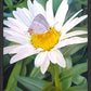 The Daisy and The Butterfly