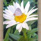 The Daisy and The Butterfly