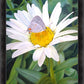 The Daisy and The Butterfly