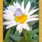 The Daisy and The Butterfly