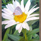 The Daisy and The Butterfly
