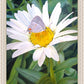 The Daisy and The Butterfly