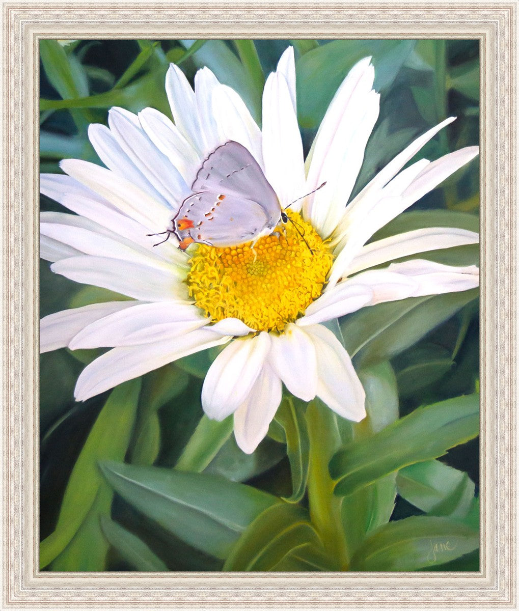 The Daisy and The Butterfly