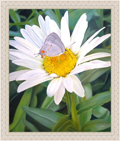 The Daisy and The Butterfly