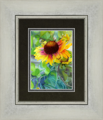 Indian Blanket Flower