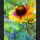 Indian Blanket Flower