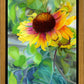 Indian Blanket Flower