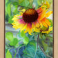 Indian Blanket Flower