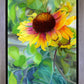 Indian Blanket Flower