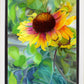 Indian Blanket Flower