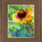 Indian Blanket Flower