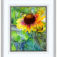 Indian Blanket Flower