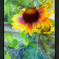 Indian Blanket Flower