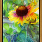 Indian Blanket Flower