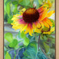 Indian Blanket Flower