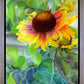 Indian Blanket Flower
