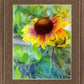 Indian Blanket Flower
