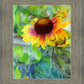 Indian Blanket Flower
