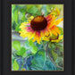 Indian Blanket Flower