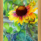Indian Blanket Flower