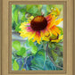 Indian Blanket Flower