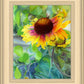 Indian Blanket Flower