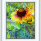 Indian Blanket Flower