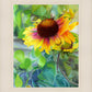 Indian Blanket Flower