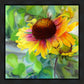 Indian Blanket Flower