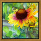 Indian Blanket Flower