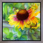 Indian Blanket Flower