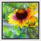 Indian Blanket Flower