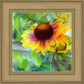 Indian Blanket Flower