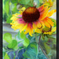 Indian Blanket Flower
