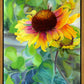 Indian Blanket Flower