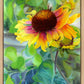 Indian Blanket Flower