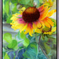 Indian Blanket Flower