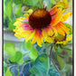 Indian Blanket Flower