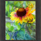 Indian Blanket Flower