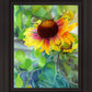 Indian Blanket Flower