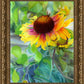Indian Blanket Flower