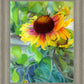 Indian Blanket Flower