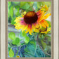 Indian Blanket Flower