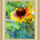 Indian Blanket Flower