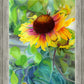 Indian Blanket Flower