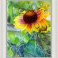 Indian Blanket Flower