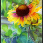 Indian Blanket Flower