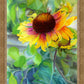 Indian Blanket Flower