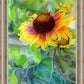 Indian Blanket Flower
